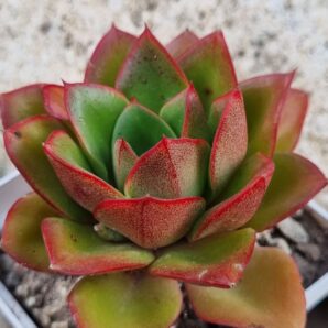 Echeveria Alektia