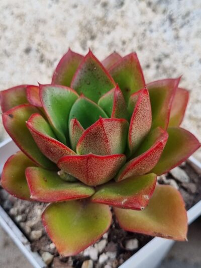 Echeveria Alektia