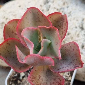 Echeveria Giant Blue