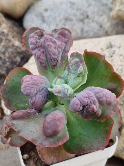 Echeveria Midway
