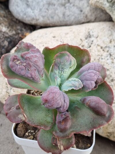 Echeveria Midway - Зображення 2