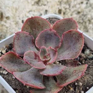 Echeveria Red Prince