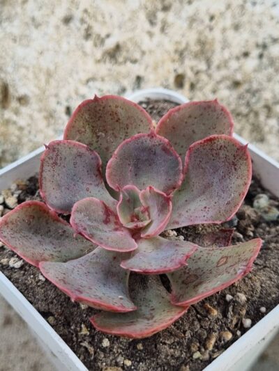 Echeveria Red Prince