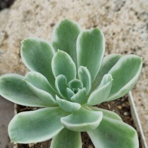 Echeveria Lemon rose var