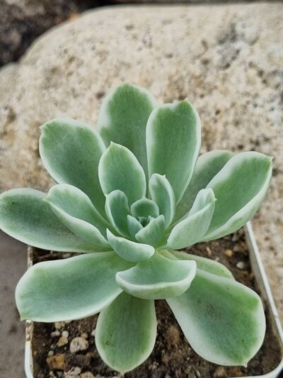Echeveria Lemon rose var