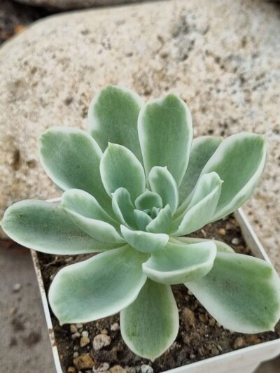 Echeveria Lemon rose var - Зображення 2