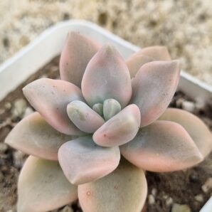 Graptopetalum Paraguayense var