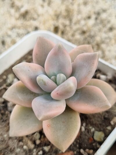 Graptopetalum Paraguayense var