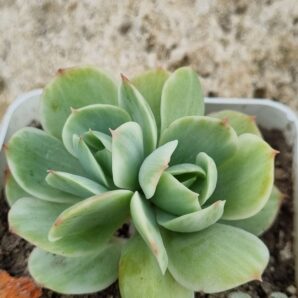 Echeveria Mocha var