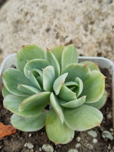 Echeveria Mocha var