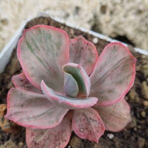 Echeveria Chantilly Mulation variegated