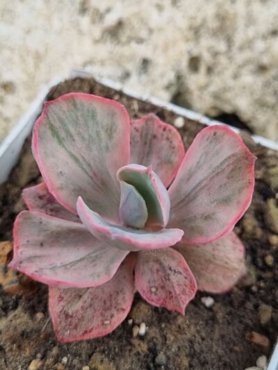 Echeveria Chantilly Mulation variegated