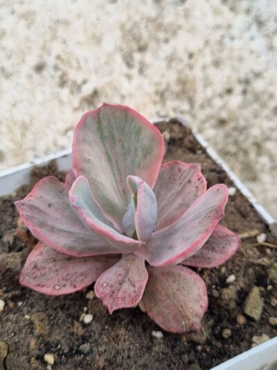 Echeveria Chantilly Mulation variegated - Зображення 2