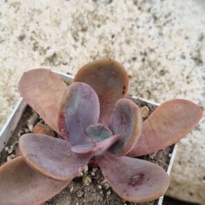 Echeveria Pampoteus variegated