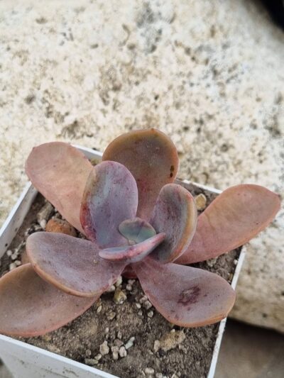Echeveria Pampoteus variegated