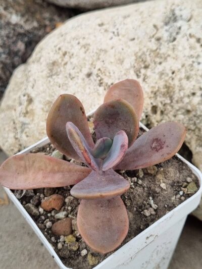 Echeveria Pampoteus variegated - Зображення 2