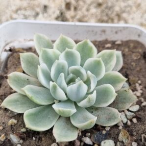 Echeveria Royal Chrisanthemum variegata