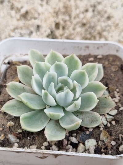 Echeveria Royal Chrisanthemum variegata