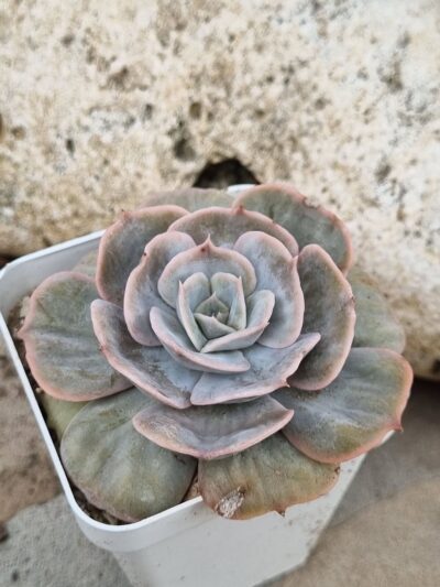 Echeveria Marble var - Зображення 2