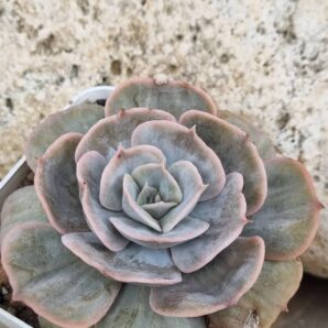 Echeveria Marble var