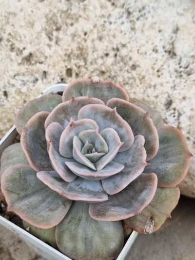 Echeveria Marble var
