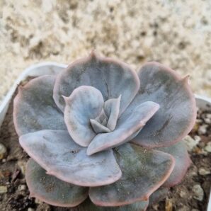 Echeveria Marble var