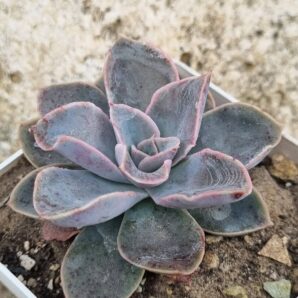 Echeveria Eurychlamus hybrid