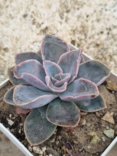 Echeveria Eurychlamus hybrid