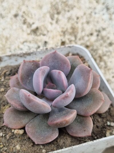 Echeveria Debbie var
