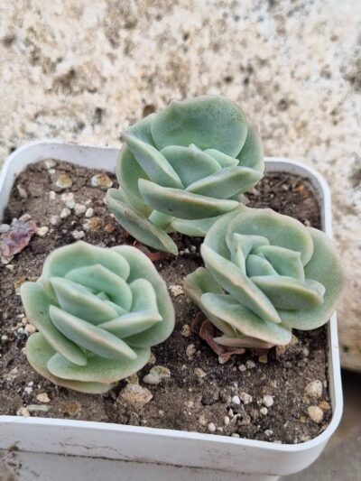Echeveria Lovely rose - Зображення 2