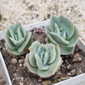 Echeveria Lovely rose