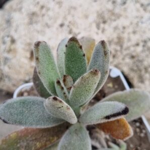 Kalanchoe tomentosa cv Higra