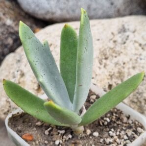 Cotyledon orbiculata Elk Horns