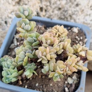 Echeveria Spider f cristata