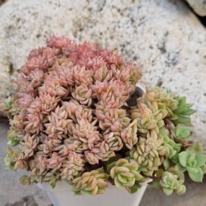 Echeveria agavoides f cristata