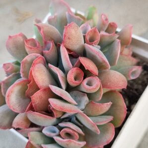 Echeveria Trumpet Pinky cristata