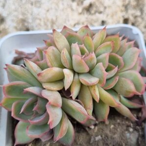 Echeveria Western Blue cristata