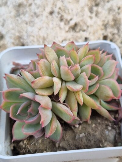 Echeveria Western Blue cristata