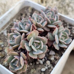 Echeveria Pinwheel Revolution f cristata