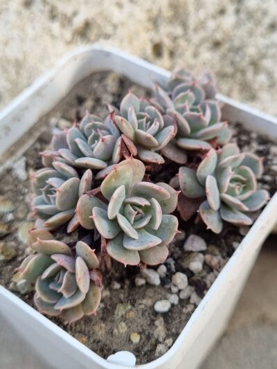 Echeveria Pinwheel Revolution f cristata