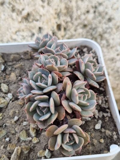 Echeveria Pinwheel Revolution f cristata - Зображення 2