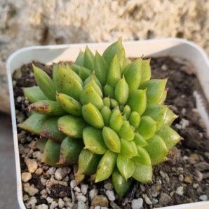 Echeveria Gilva cristata