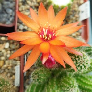 Chamaecereus hybrid Zoahr Pan17.5.101