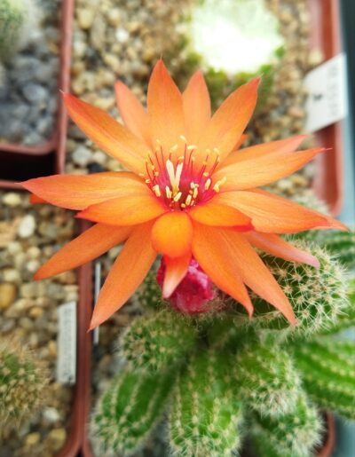 Chamaecereus hybrid Zoahr Pan17.5.101 - Зображення 3