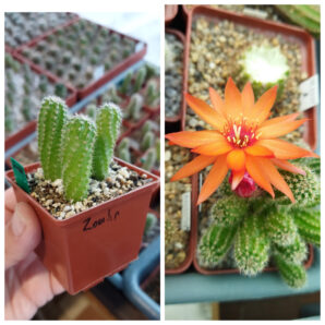 Chamaecereus hybrid Zoahr Pan17.5.101
