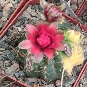 Gymnocalycium baldianum f. variegata -насіння-seeds-