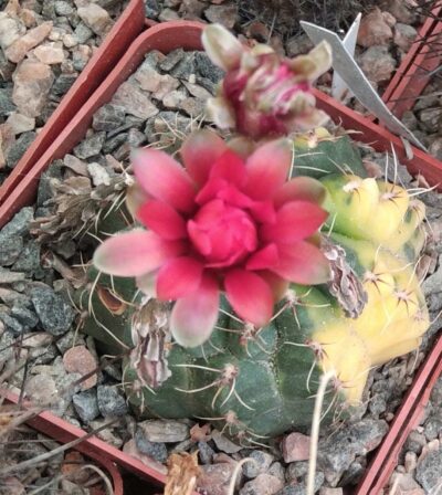 Gymnocalycium baldianum f. variegata -насіння-seeds-