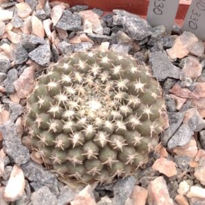 Thelocephala krausii DD330