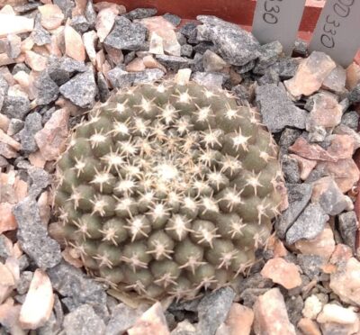 Thelocephala krausii DD330