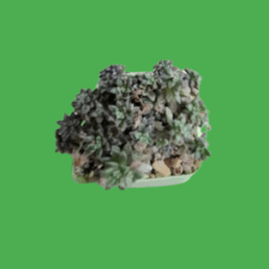 Monanthes subcrassicaulis